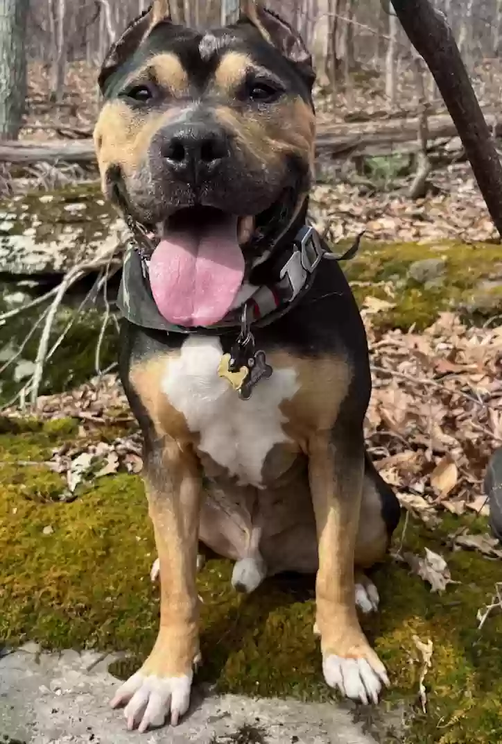 adoptable Dog in Parsippany,NJ named Prince